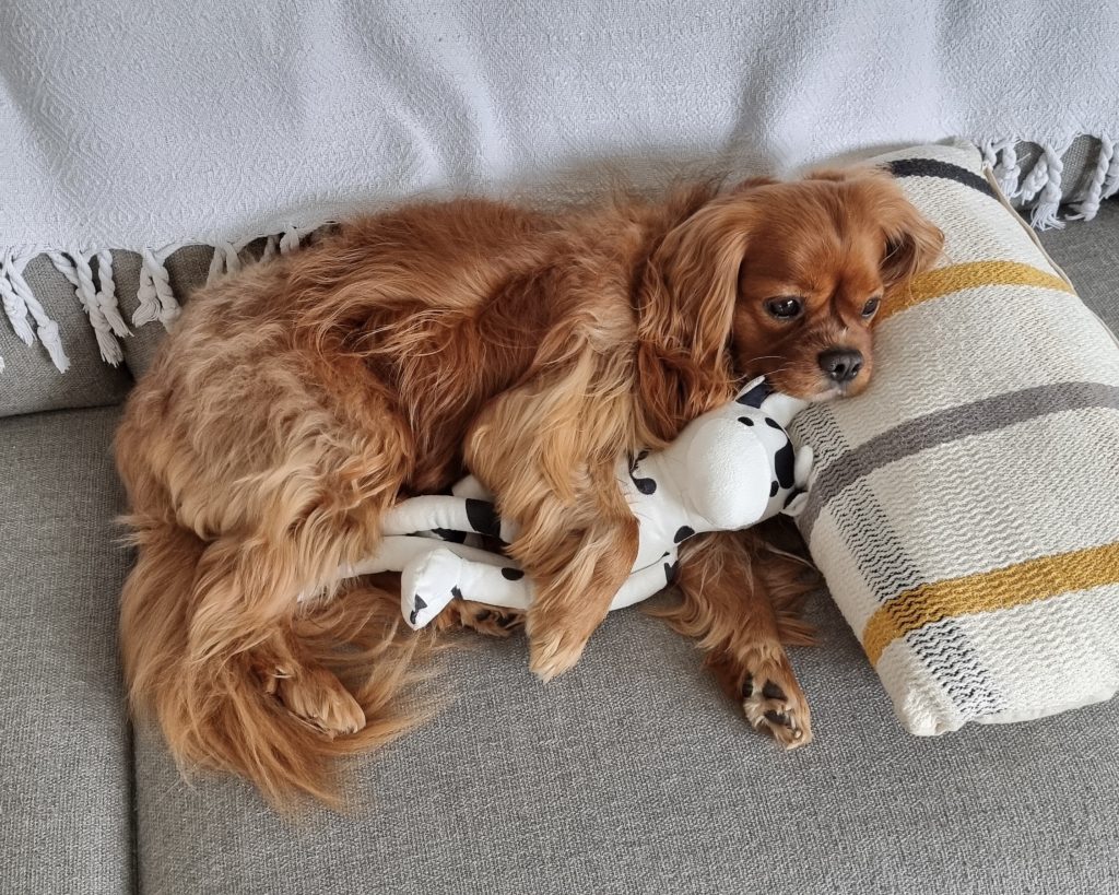 Brown dog cuddling stuffed toy on couch.