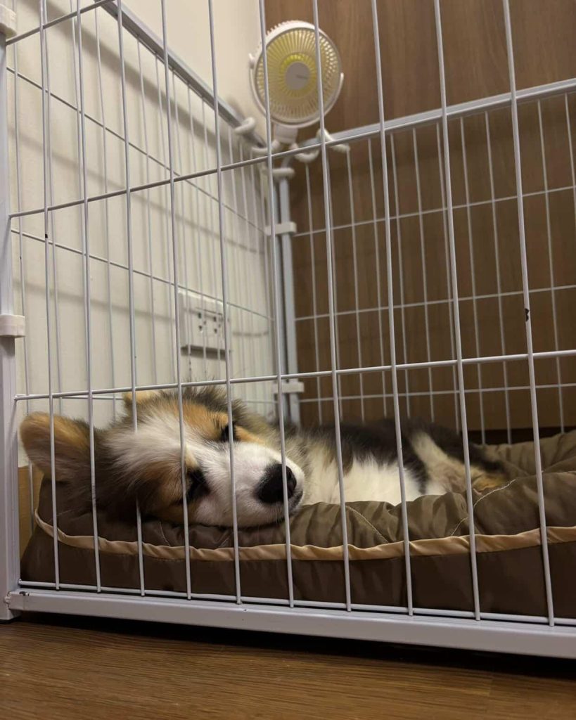 Corgi puppy asleep in crate on soft bed.