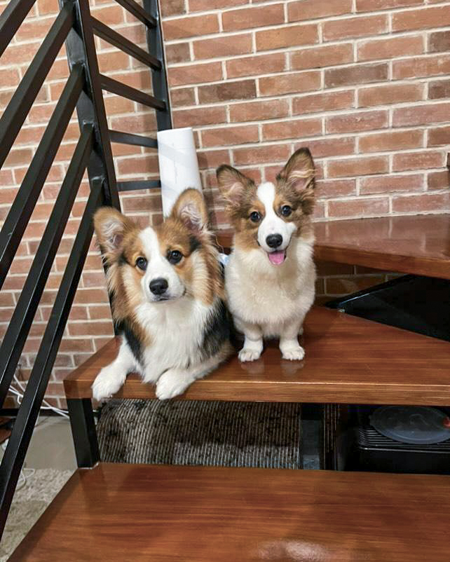 Two corgis sitting on wooden stairs indoors.