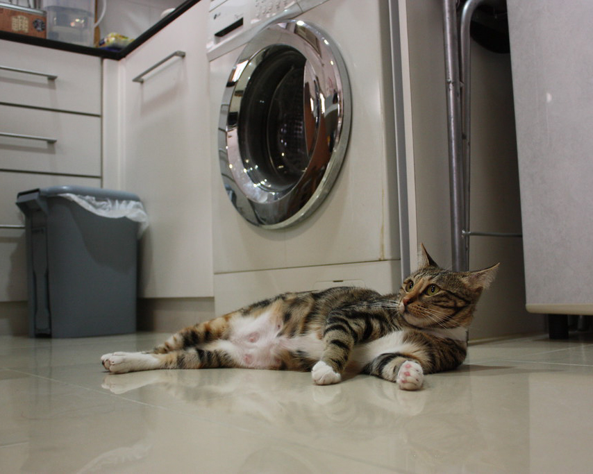 Cat lounging on laundry room floor near washing machine.
