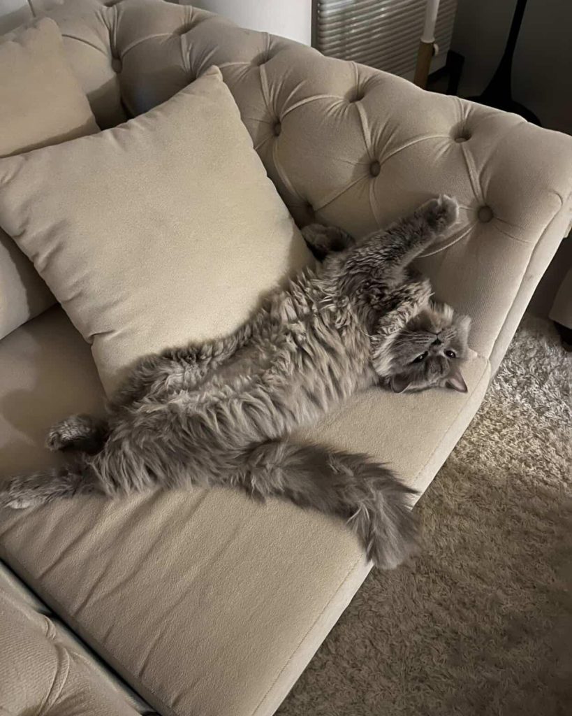 Fluffy grey cat lounging on beige sofa.
