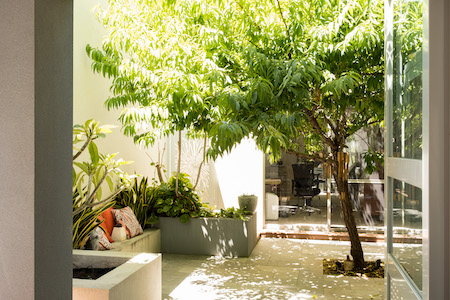 Sunlit courtyard with tree and outdoor seating area.