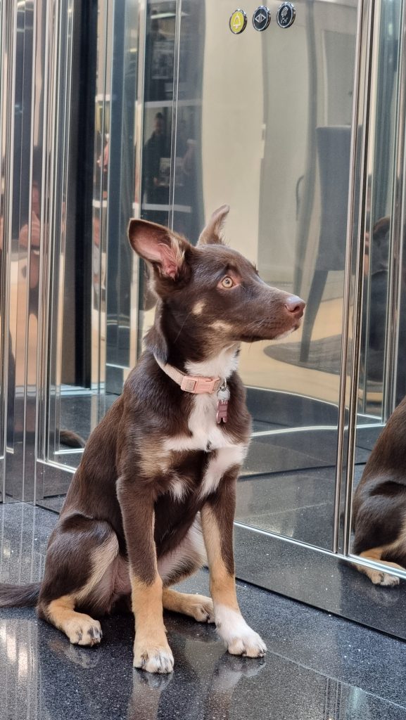 Brown puppy sitting inside mirrored elevator